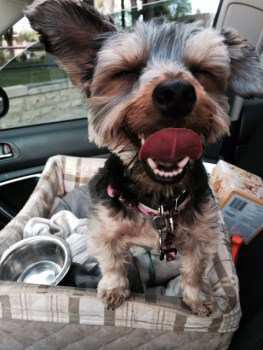 Yorkshire Terrier Chewing Problems