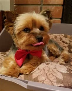 Yorkie puppy with tongue out