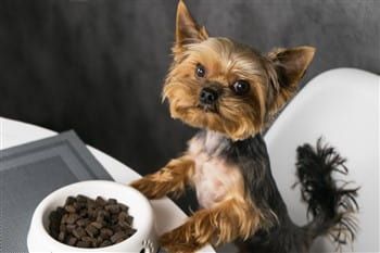 All About Yorkie Food | Yorkshire Terrier Information Center