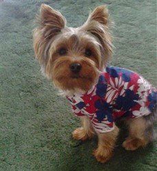 Yorkie in red and blue shirt