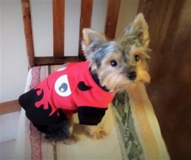 Yorkie in red monster shirt