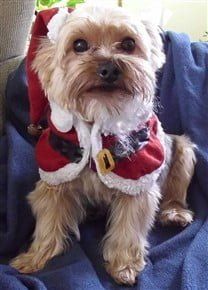 Yorkshire Terriers on Halloween