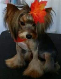 Yorkie with shaved flare hair cut