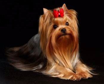 Yorkie show dog coat
