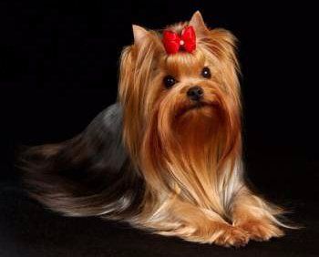 see pictures of yorkies