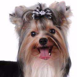 Yorkie Teeth Yorkshire Terrier Information Center
