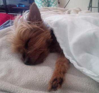 Yorkie sleeping under blanket