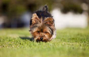 Yorkie sniffing at ground to pee