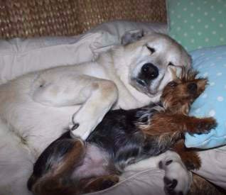 Yorkie snoring and sleeping funny