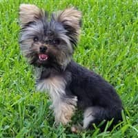 Yorkshire Terrier hair style squared puppy cut