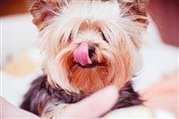 yorkie-on-grass-with-owner-