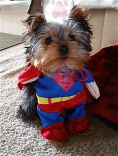 Yorkie puppy dressed as Superman