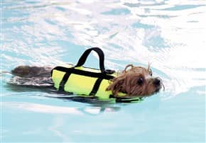 Yorkie swimming around wearing life vest