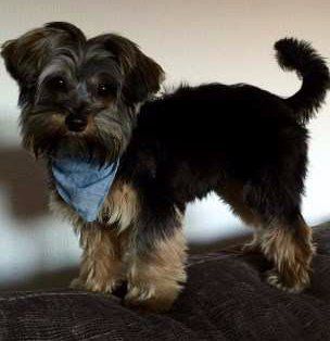 Yorkshire Terrier with Natural Tail, not Docked