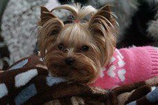 Yorkie in tiny pink sweater
