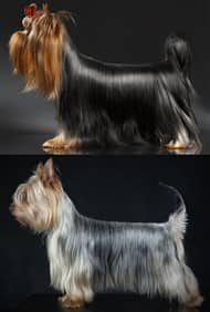 Yorkie vs Silky Terrier Color Differences