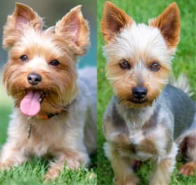 Yorkie vs Silky Terrier Facial Structure