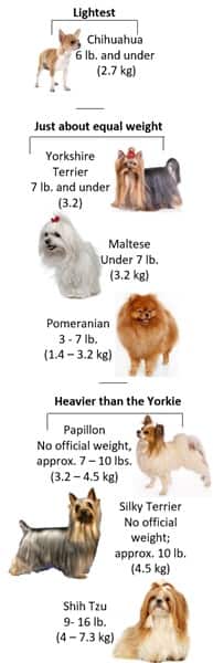 Yorkie weight compared to other dogs