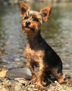 Yorkie wet at side of river