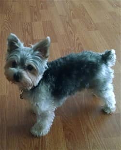 Yorkie with white and black coat