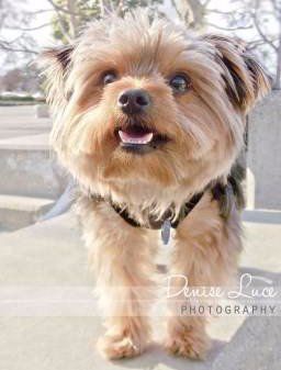 Yorkie Teeth Yorkshire Terrier Information Center