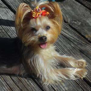 2 year old Yorkie female with bow in hair