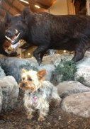 Yorkie with bull statue