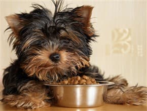 how often do you feed a yorkie? 2