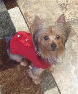 Yorkie with red sweater