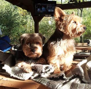 two Yorkies on a camping trip