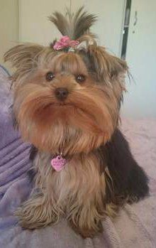 Yorkshire Terrier up on bed