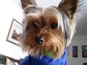 cute Yorkshire Terrier 10 months old