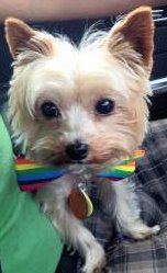 4 year old Yorkshire Terrier