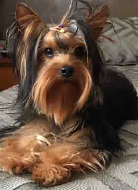 Yorkshire Terrier Care Tips