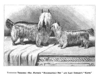 Yorkshire Terrier ancestor