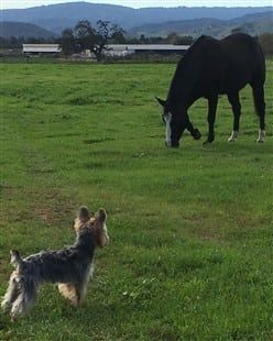 Yorkshire Terrier and a horse