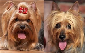whats the difference between a silky and a yorkie