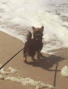 Yorkie dog at beach shoreline