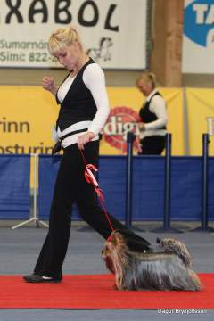 Yorkshire Terrier at dog show