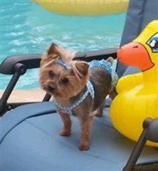 Yorkie Bathing Suit Yorkie Bathing Suit