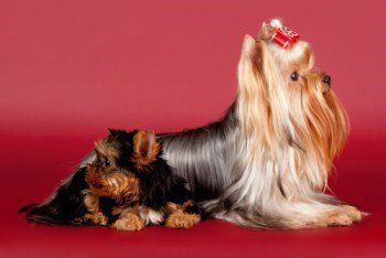 Yorkshire Terrier dam and pup