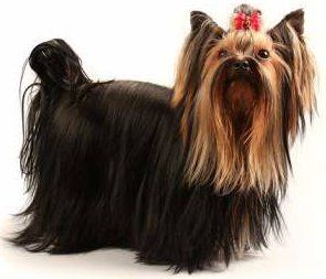 Yorkie Tails | Docking | Guidelines | Methods | Pros and Cons