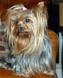 Different Yorkie Haircut Styles | Yorkshire Terrier Information