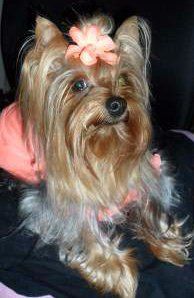 4 year old Yorkie with hair bow