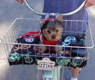 What is the average lifespan of a yorkie