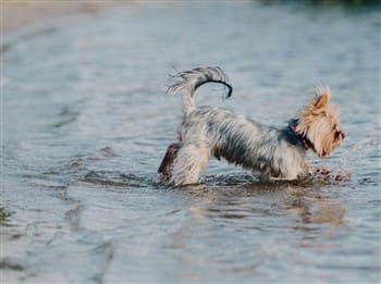 yorkshire-terrier-in-lake