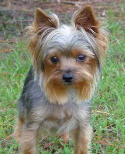 Yorkshire Terrier medical alert dog