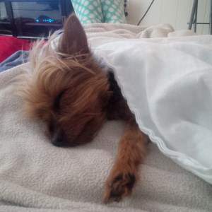Yorkshire Terrier napping