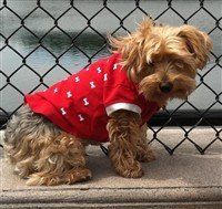 Yorkshire Terrier Red Sweater