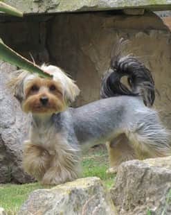 Yorkshire Terrier shaved hair cut